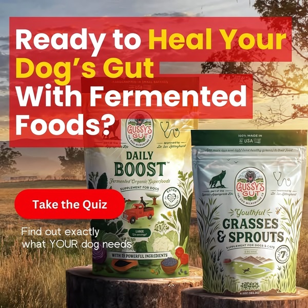 A high-conversion 1:1 square graphic for a dog gut health supplement, featuring a direct question hook and clear product imagery.